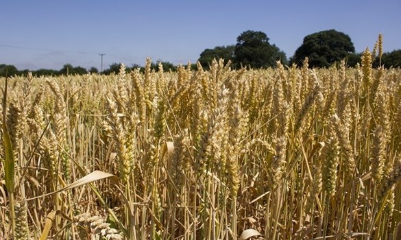 A field of wheat at a Recommended List trial.
